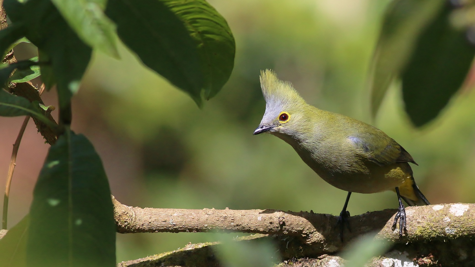 Long-tailed Silky-flycatcher